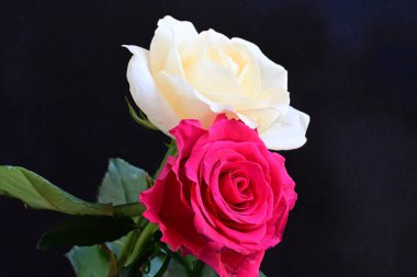 güzel iki gül siyah arkaplanda, biri kırmızı ve biri beyaz, yakın manzara