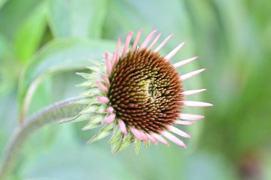 Bulanık yeşil arkaplanda Mor Coneflower 'ın yakın plan fotoğrafı