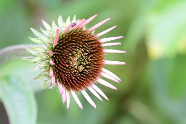 Bulanık yeşil arkaplanda Mor Coneflower 'ın yakın plan fotoğrafı