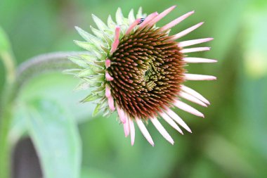 Bulanık yeşil arkaplanda Mor Coneflower 'ın yakın plan fotoğrafı