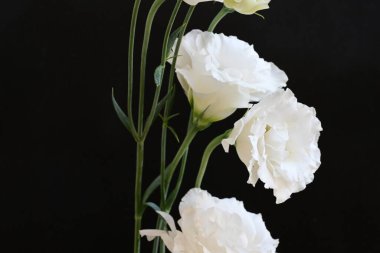 Koyu arkaplanda beyaz Eustoma çiçekleri 