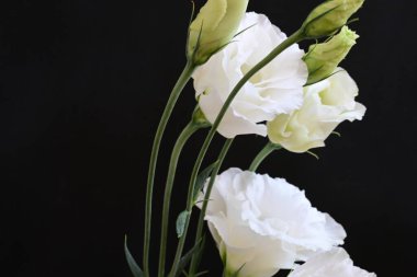 Koyu arkaplanda beyaz Eustoma çiçekleri 