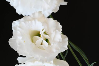 Koyu arkaplanda beyaz Eustoma çiçekleri 