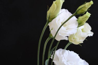 Koyu arkaplanda beyaz Eustoma çiçekleri 