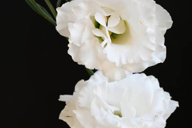 Koyu arkaplanda beyaz Eustoma çiçekleri 