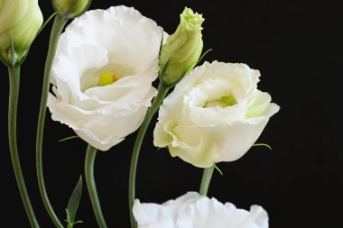 Koyu arkaplanda beyaz Eustoma çiçekleri 