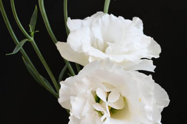 Koyu arkaplanda beyaz Eustoma çiçekleri 