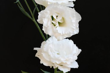 Koyu arkaplanda beyaz Eustoma çiçekleri 