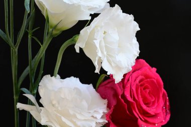 Kırmızı gül ve beyaz Eustoma çiçekleri siyah üzerine 