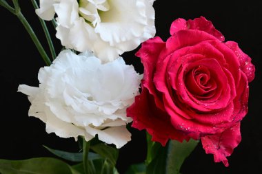 Kırmızı gül ve beyaz Eustoma çiçekleri siyah üzerine 