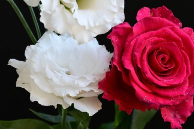 Kırmızı gül ve beyaz Eustoma çiçekleri siyah üzerine 