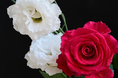 Kırmızı gül ve beyaz Eustoma çiçekleri siyah üzerine 