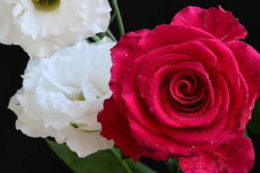 Kırmızı gül ve beyaz Eustoma çiçekleri siyah üzerine 