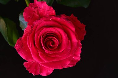 Siyah arkaplandaki güzel pembe gülü kapat