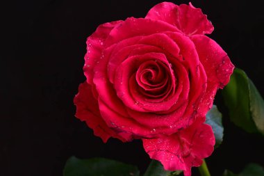 Siyah arkaplandaki güzel pembe gülü kapat