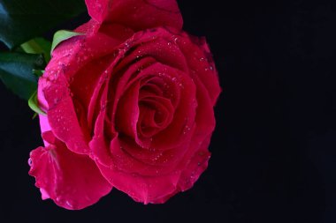 Siyah arkaplandaki güzel pembe gülü kapat