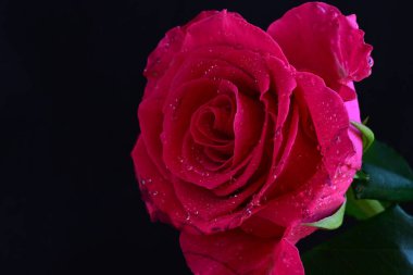 Siyah arkaplandaki güzel pembe gülü kapat