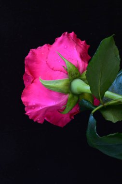 Siyah arkaplandaki güzel pembe gülü kapat