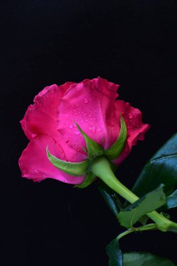 Siyah arkaplandaki güzel pembe gülü kapat