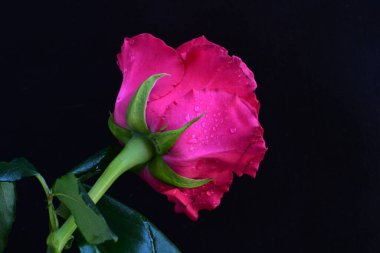 Siyah arkaplandaki güzel pembe gülü kapat