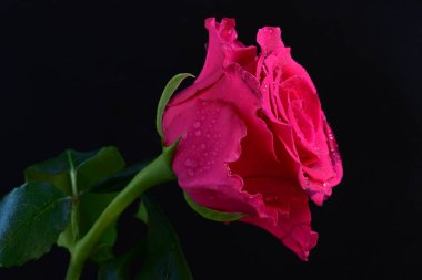 Siyah arkaplandaki güzel pembe gülü kapat