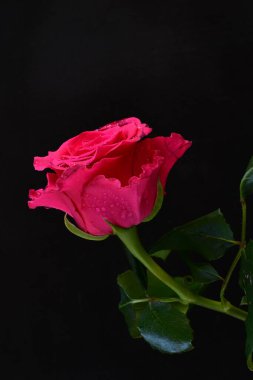 Siyah arkaplandaki güzel pembe gülü kapat