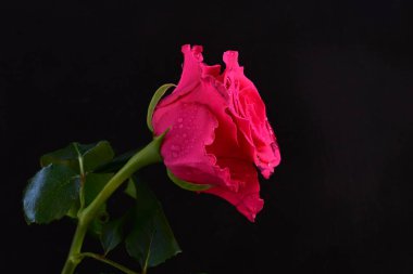 Siyah arkaplandaki güzel pembe gülü kapat