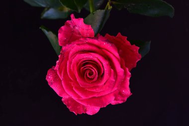 Siyah arkaplandaki güzel pembe gülü kapat