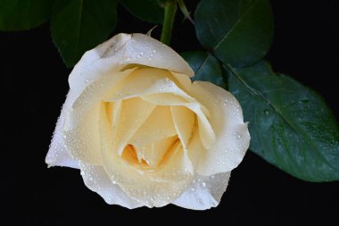 Siyah arkaplandaki güzel beyaz gülü kapat