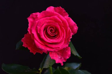 Siyah arkaplandaki güzel pembe gülü kapat