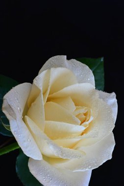 Siyah arkaplandaki güzel beyaz gülü kapat