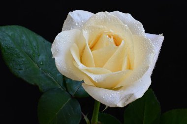 Siyah arkaplandaki güzel beyaz gülü kapat