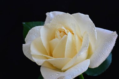 Siyah arkaplandaki güzel beyaz gülü kapat