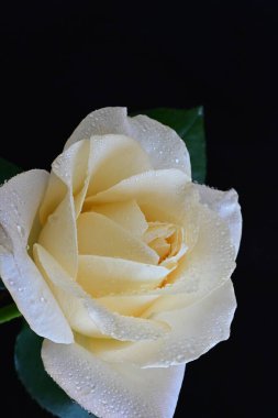 Siyah arkaplandaki güzel beyaz gülü kapat