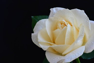 Siyah arkaplandaki güzel beyaz gülü kapat