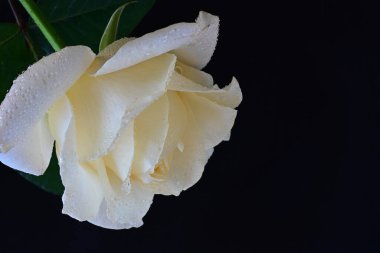 Siyah arkaplandaki güzel beyaz gülü kapat