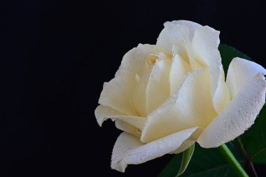 Siyah arkaplandaki güzel beyaz gülü kapat