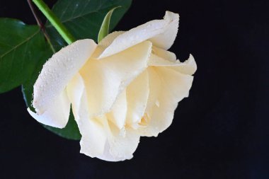 Siyah arkaplandaki güzel beyaz gülü kapat