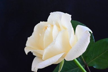 Siyah arkaplandaki güzel beyaz gülü kapat