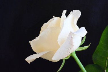 Siyah arkaplandaki güzel beyaz gülü kapat