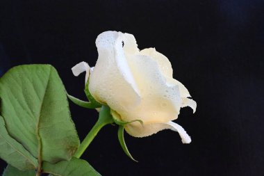 Siyah arkaplandaki güzel beyaz gülü kapat