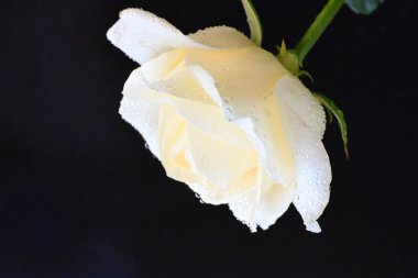 Siyah arkaplandaki güzel beyaz gülü kapat