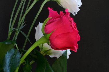 Kırmızı gül ve beyaz Eustoma çiçekleri siyah üzerine 