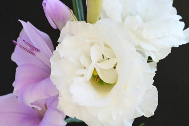 mor iris ve beyaz Eustoma çiçekleri siyah üzerine 