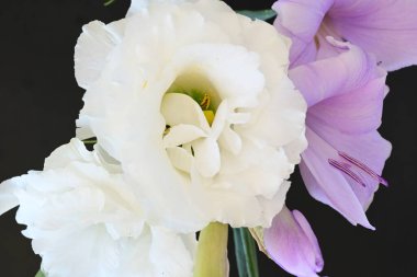 mor iris ve beyaz Eustoma çiçekleri siyah üzerine 