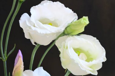 mor iris ve beyaz Eustoma çiçekleri siyah üzerine 