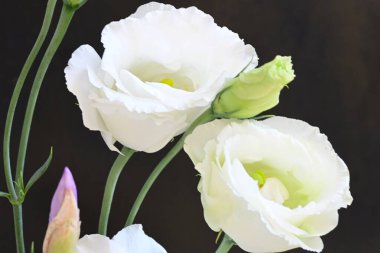 mor iris ve beyaz Eustoma çiçekleri siyah üzerine 