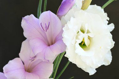 mor iris ve beyaz Eustoma çiçekleri siyah üzerine 