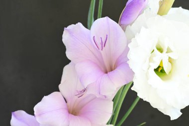 mor iris ve beyaz Eustoma çiçekleri siyah üzerine 