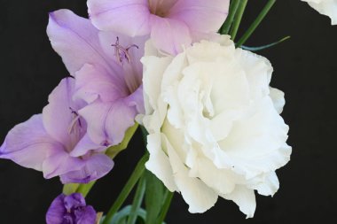 mor iris ve beyaz Eustoma çiçekleri siyah üzerine 